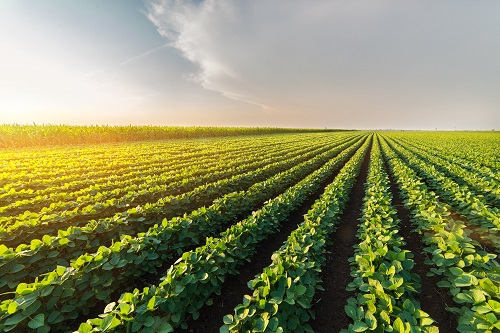 soybean field